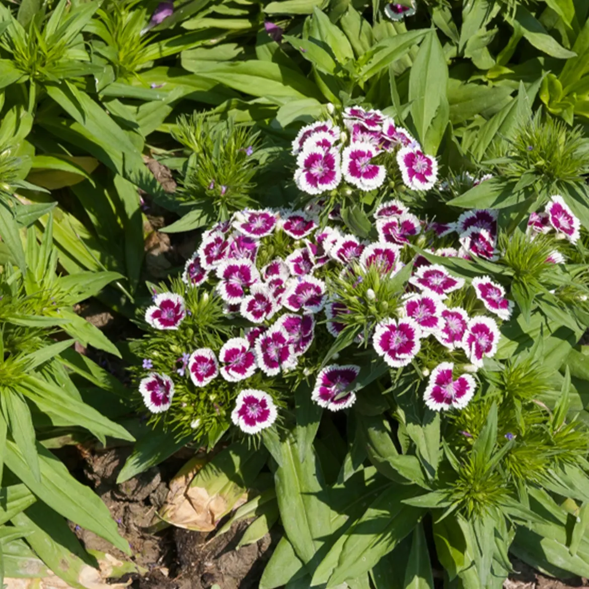 Œillet de poète Barbarini Purple Picotee - Fleurs bicolores et parfumées