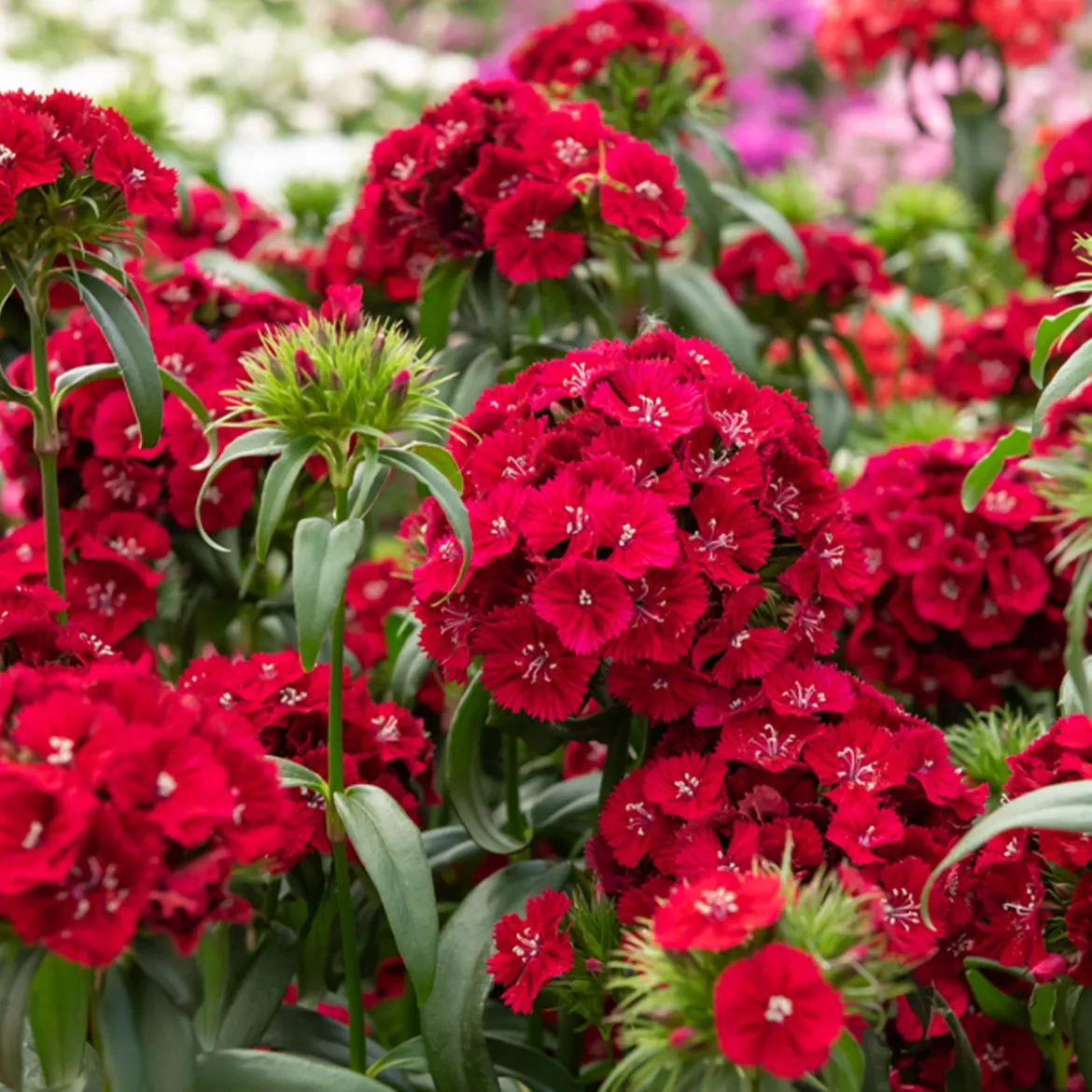 Œillet de poète Barbarini Red - Rouge intense dès l'été