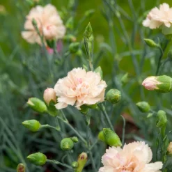 Œillet mignardise Devon Cream - Fleurs crème au parfum sucré