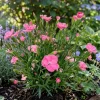 Œillet Peach Party - Le parfum pêche en pot