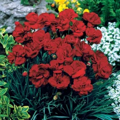 2 Œillets Grenadin Rouge - Rouge vif et parfum garanti
