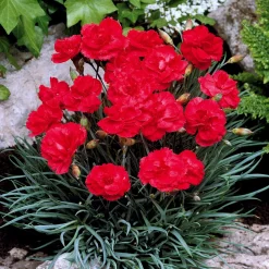 2 Œillets Grenadin Scarlet - Rouge éclatant et parfumé