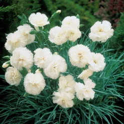 2 Œillets Grenadin White - Bouquets blancs tout l'été