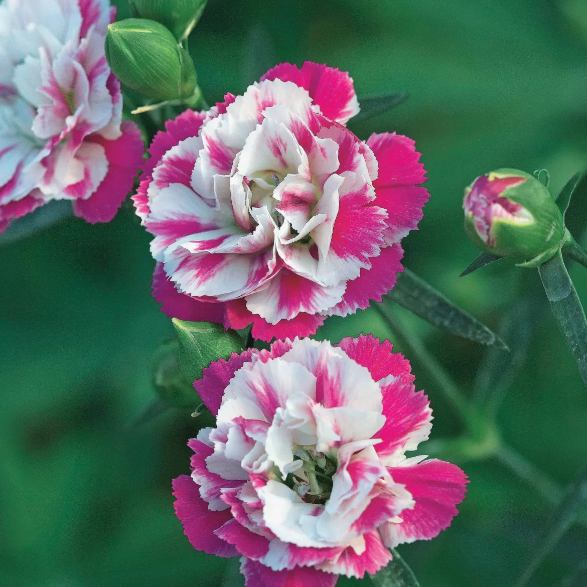 2 Œillets Paradis roses - Un nuage rose parfumé