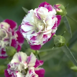 2 Œillets Paradis roses - Un nuage rose parfumé