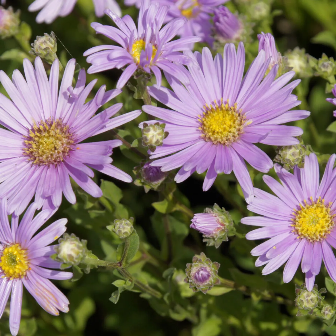 Œils de Christ Rosa Erfüllung - Astérie - Un massif fleuri jusqu'en octobre