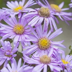 Œils de Christ Rosa Erfüllung - Astérie - Un massif fleuri jusqu'en octobre