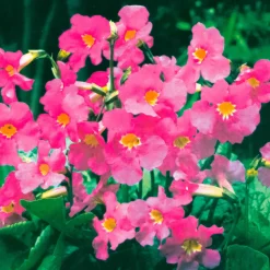 Incarvillée de Delavay - La fleur exotique facile