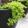 Ipomée batata verte - Un feuillage vert qui déborde