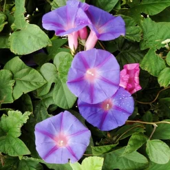 Ipomée à grandes fleurs - Un mur de fleurs en un été