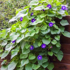 Ipomée à grandes fleurs - Un mur de fleurs en un été