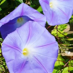 Ipomée à grandes fleurs - Un mur de fleurs en un été