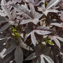 3 Ipomées Sweet Caroline Purple - Cascade pourpre en quelques jours