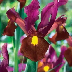 20 Iris de Hollande Braise rouge - Le rouge rare des iris