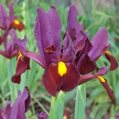 20 Iris de Hollande Braise rouge - Le rouge rare des iris