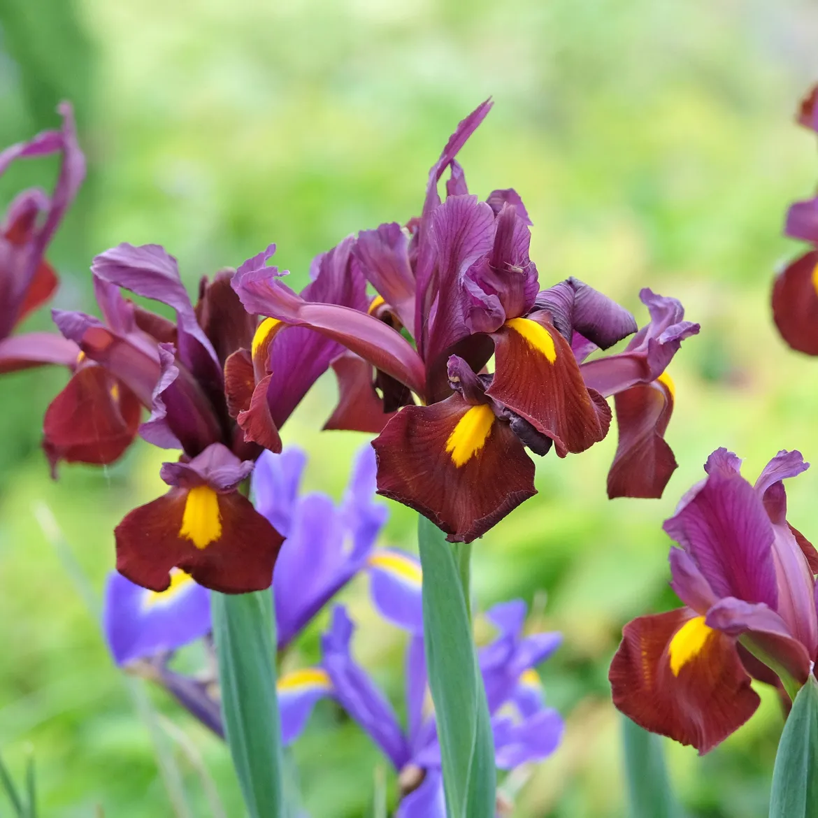 20 Iris de Hollande Braise rouge - Le rouge rare des iris