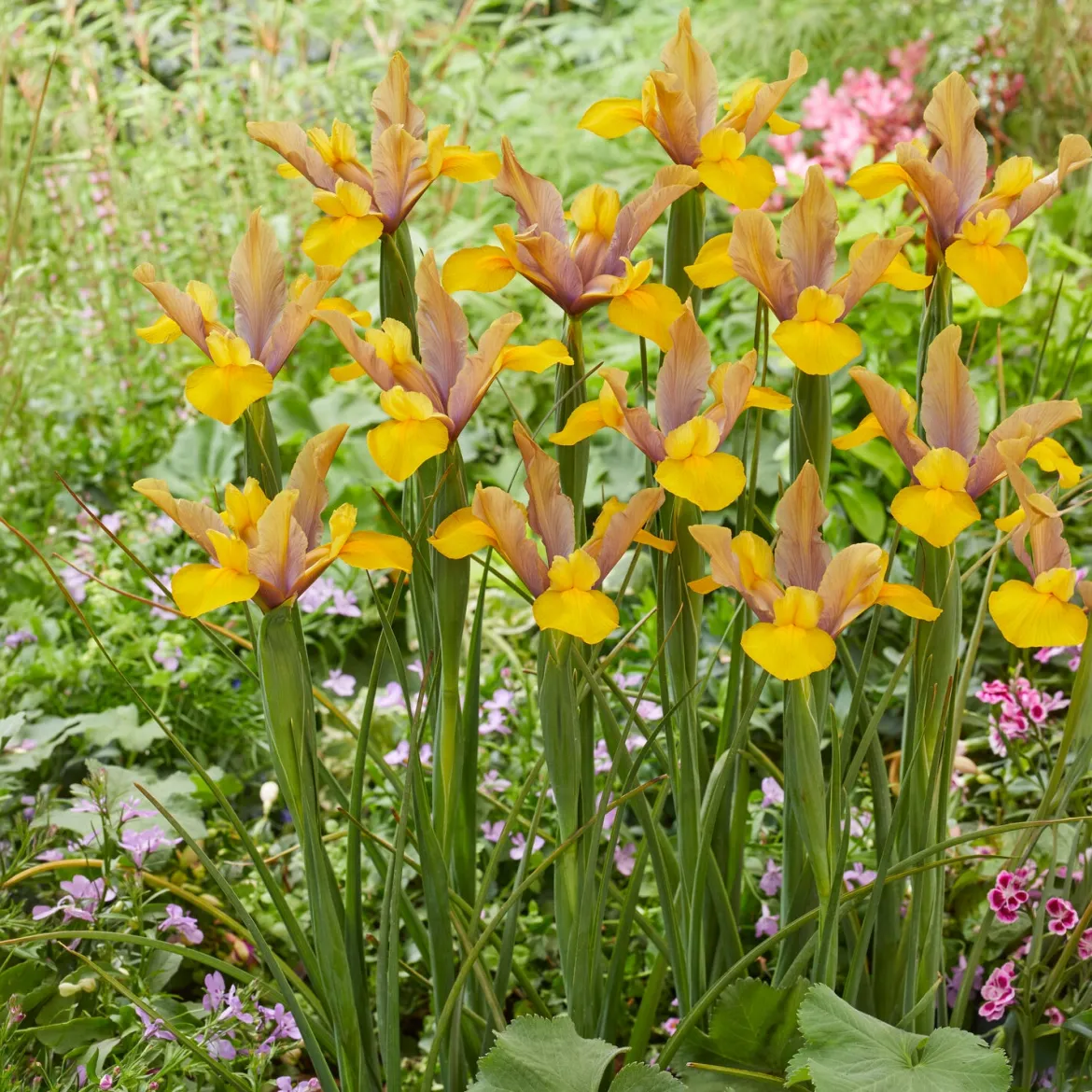 10 Iris de Hollande Bronze Perfection - Des bouquets chics au jardin