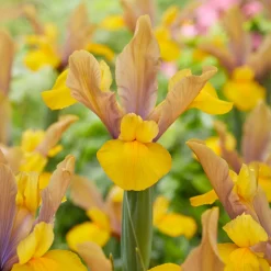 10 Iris de Hollande Bronze Perfection - Des bouquets chics au jardin