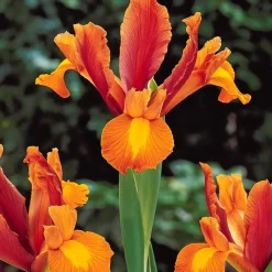40 Iris de Hollande colorés en mélange - Un arc-en-ciel au jardin