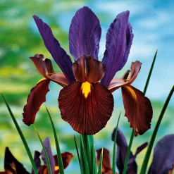40 Iris de Hollande colorés en mélange - Un arc-en-ciel au jardin