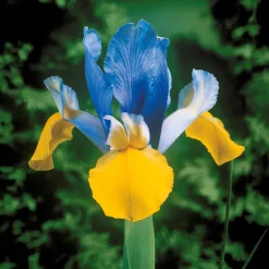 40 Iris de Hollande colorés en mélange - Un arc-en-ciel au jardin