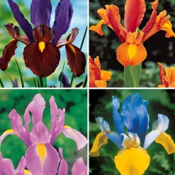 40 Iris de Hollande colorés en mélange - Un arc-en-ciel au jardin