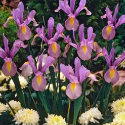 10 Iris de Hollande King Mauve - Un mauve rare au jardin