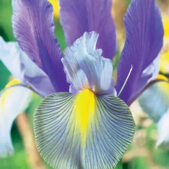 20 Iris de Hollande Mystic Beauty - Un bouquet bleu-violet chez vous