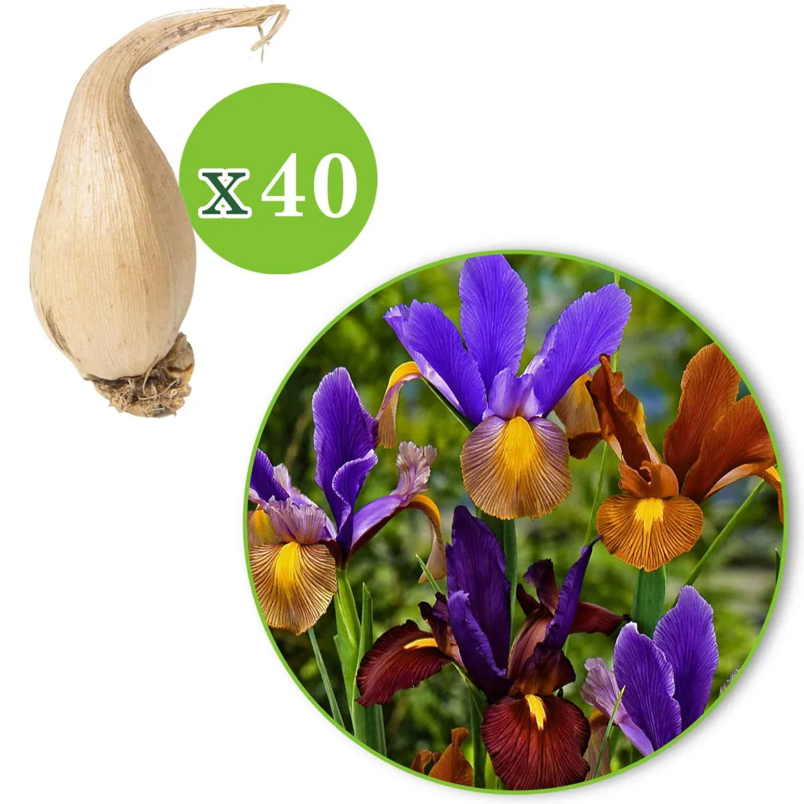 40 Iris de Hollande Tiger en mélange - Des iris veinés, effet waouh