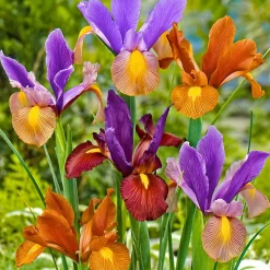 40 Iris de Hollande Tiger en mélange - Des iris veinés, effet waouh