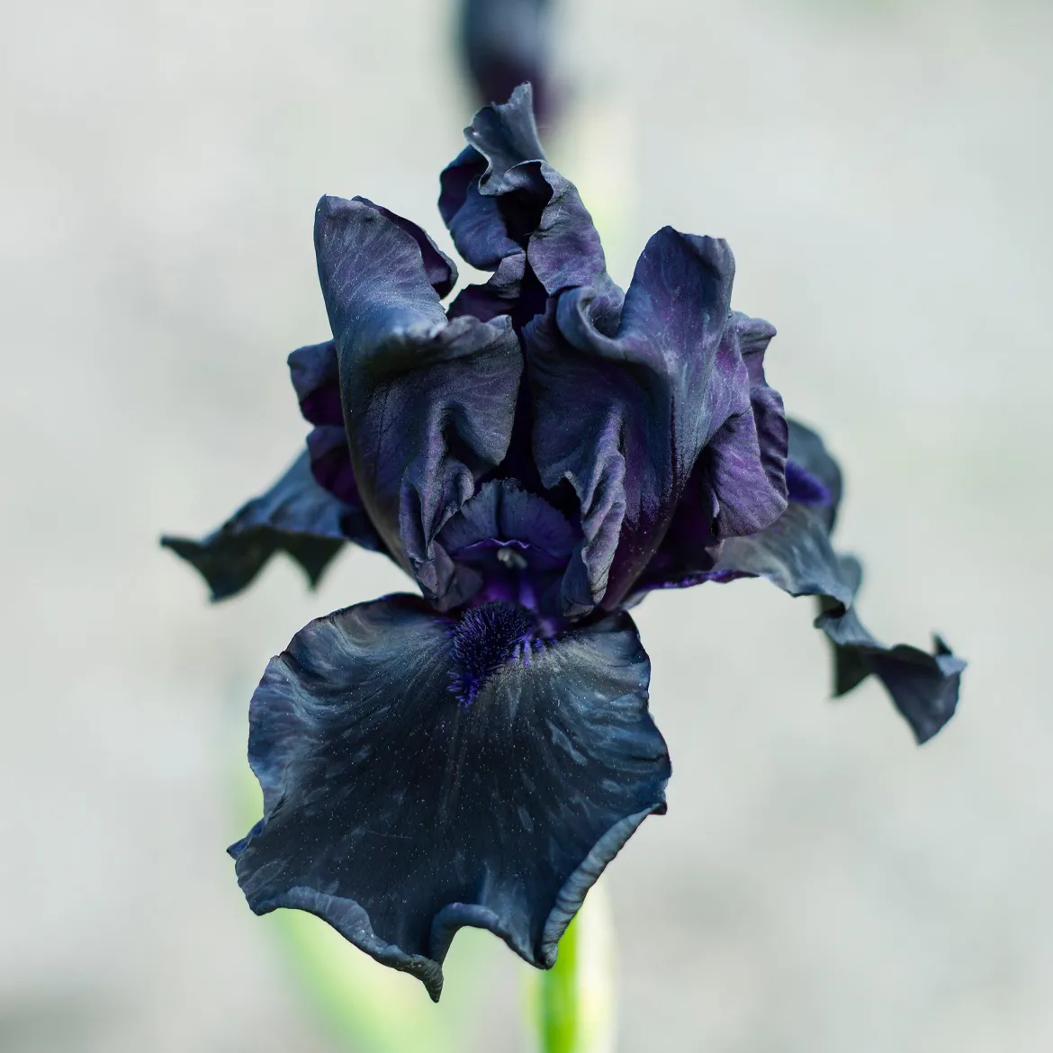 2 Iris de jardin Etude en Noir - Le noir qui capte tous les regards