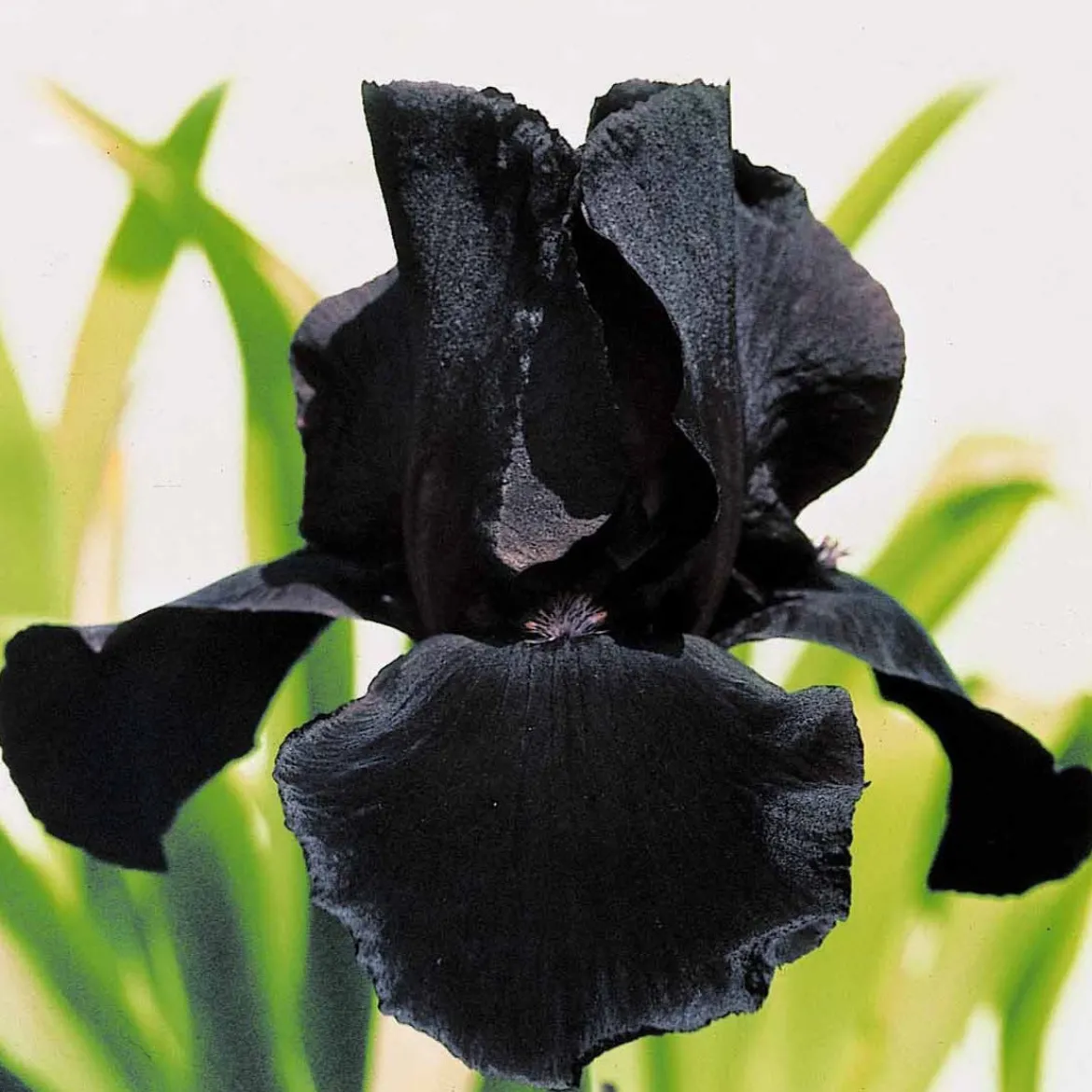 2 Iris de jardin Etude en Noir - Le noir qui capte tous les regards