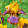 2 Iris de jardin Lasso marron - Deux tons rares au jardin