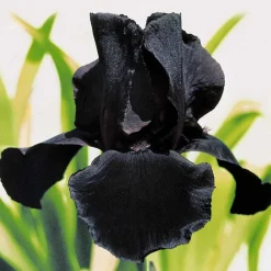 6 Iris de jardin noire, orange, rosé en mélange - Un trio de couleurs rares
