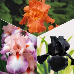 6 Iris de jardin noire, orange, rosé en mélange - Un trio de couleurs rares