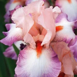 6 Iris de jardin noire, orange, rosé en mélange - Un trio de couleurs rares