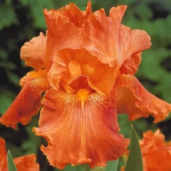 6 Iris de jardin noire, orange, rosé en mélange - Un trio de couleurs rares