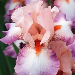 2 Iris de jardin Poésie - Des fleurs parfumées sans effort