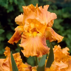 2 Iris de jardin Profondeur de champ - Le duo orange qui capte le regard