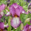 3 Iris de jardin remontant Autumn Encore - Deux floraisons chaque année
