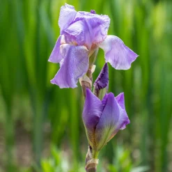 3 Iris de jardin remontant Lovely again - Deux floraisons dans l'année