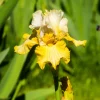 2 Iris de jardin Sangreal - Le jaune qui illumine