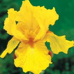 2 Iris de jardin Sangreal - Le jaune qui illumine