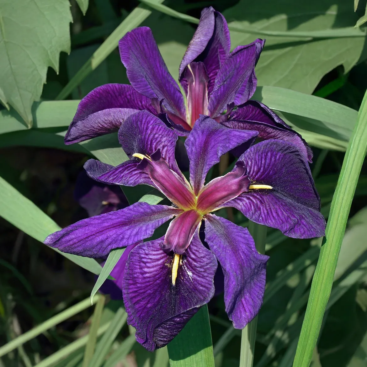 Iris de Louisiane Black Gamecock - Le violet le plus intense