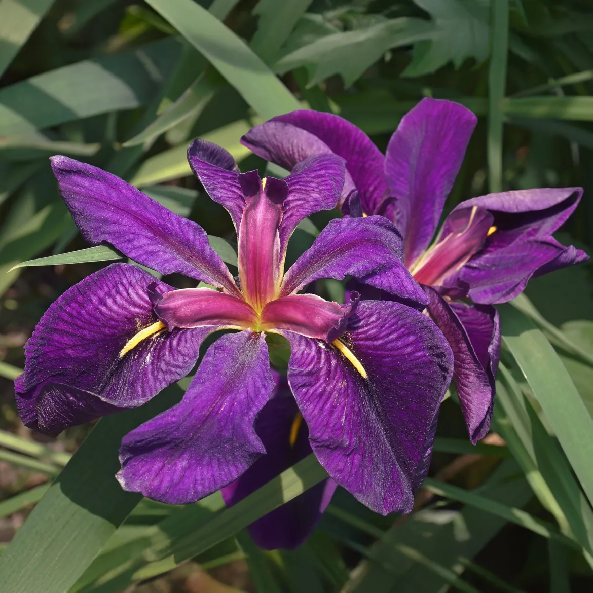 Iris de Louisiane Black Gamecock - Le violet le plus intense