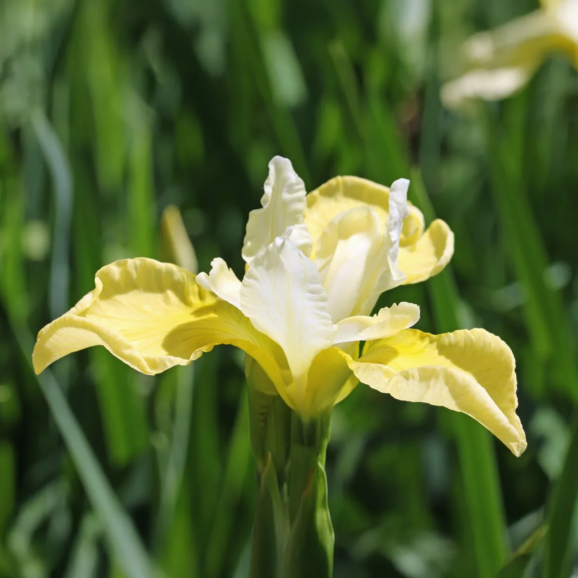 Iris de Sibérie Butter and Sugar - Le jaune et blanc qui illumine