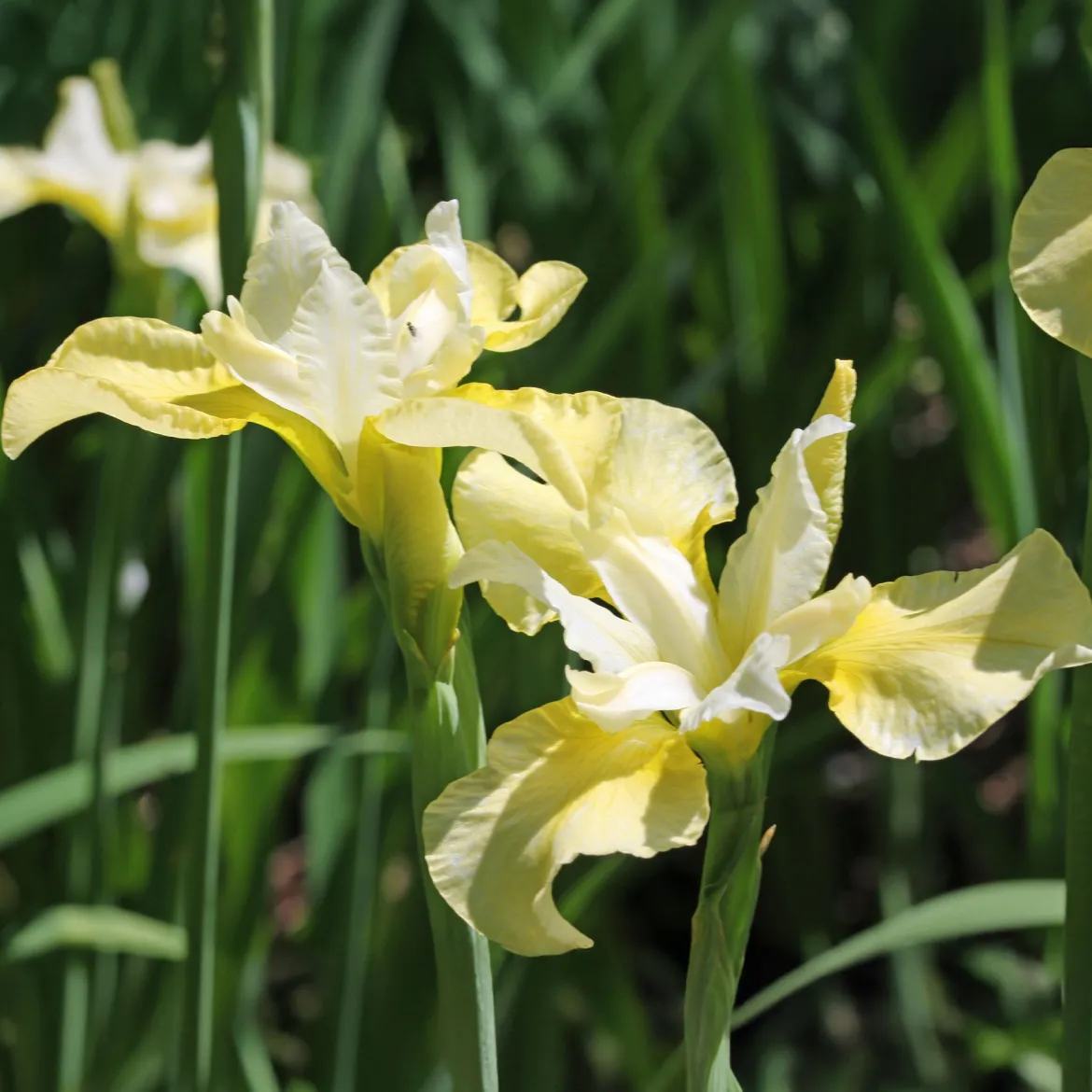 Iris de Sibérie Butter and Sugar - Le jaune et blanc qui illumine