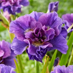 Iris de Sibérie Concord Crush - Le violet qui illumine