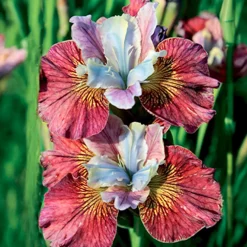 2 Iris de Sibérie Femmes peintes - Des fleurs qui dansent au vent