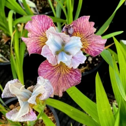 2 Iris de Sibérie Femmes peintes - Des fleurs qui dansent au vent